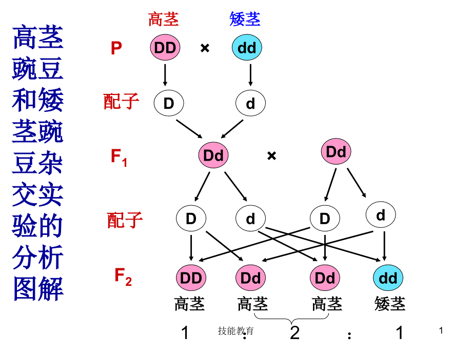 孟德尔分离定律解题思路青苗教育_第1页