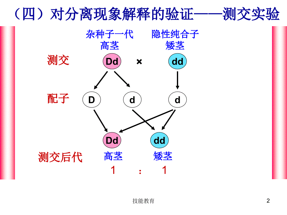 孟德尔分离定律解题思路青苗教育_第2页