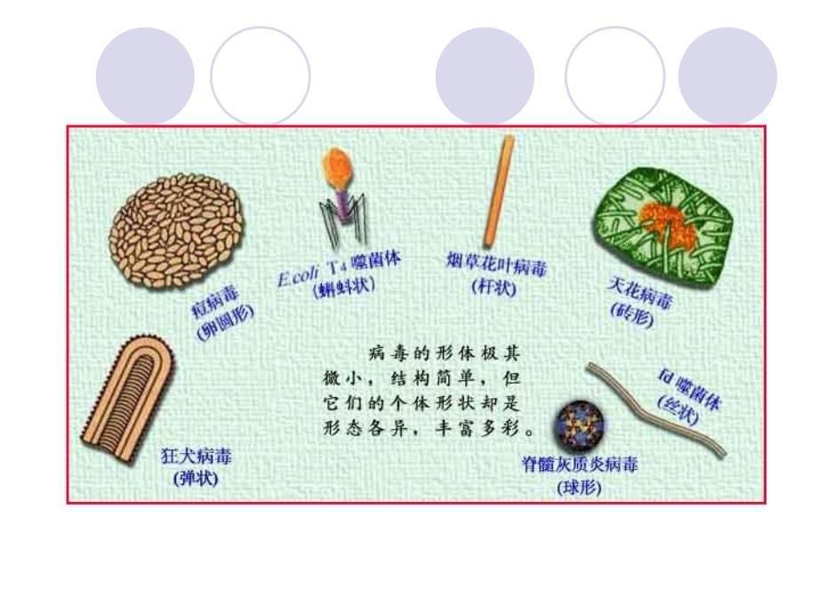 病毒是一类超显微的非细胞生物每一种病毒只含有一种核名师编辑PPT课件_第5页