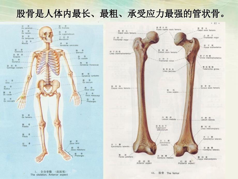 股骨颈骨折病人的护理介绍_第2页