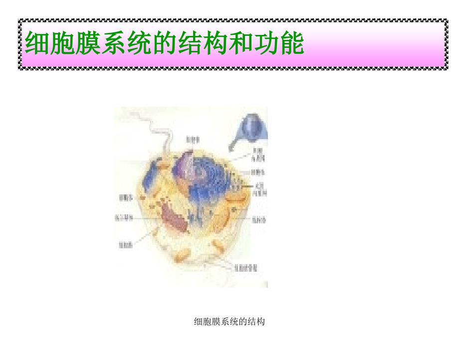 细胞膜系统的结构_第1页