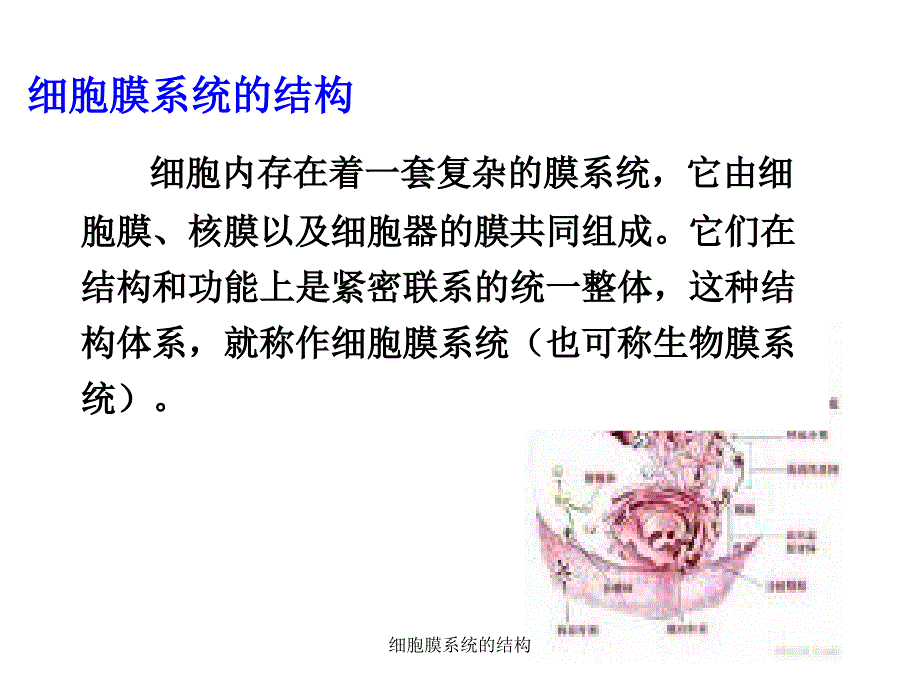 细胞膜系统的结构_第4页