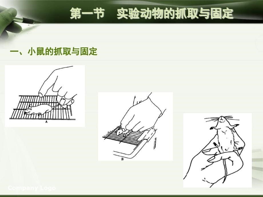 动物实验技术_第5页