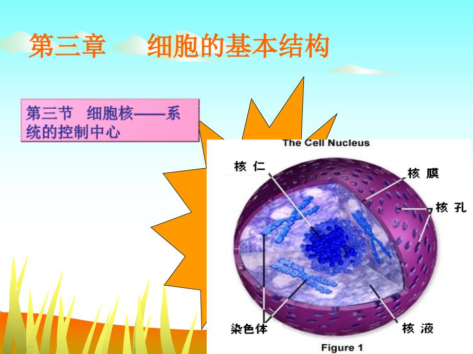 细胞核——系统的控制中心第一轮复习课件_第2页