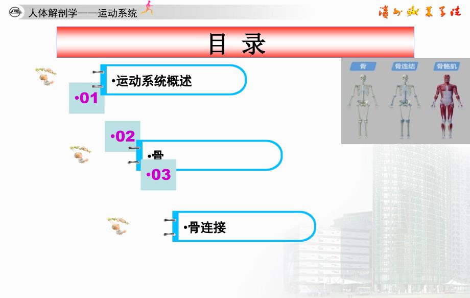 人体解剖学骨学概述_第4页