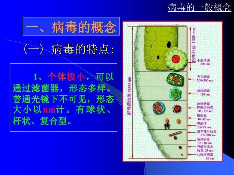 《病毒与亚病毒因子》PPT课件_第5页