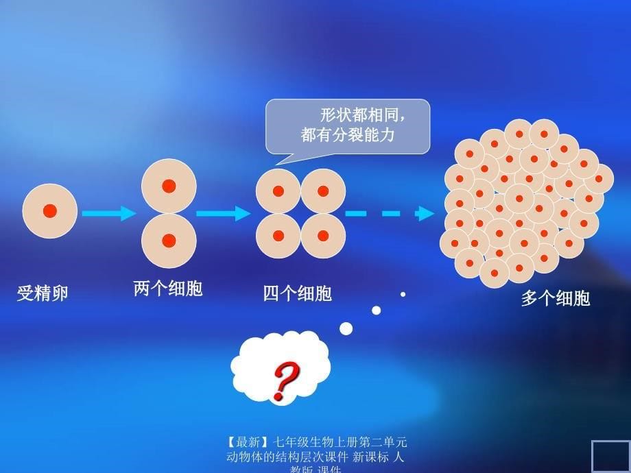 最新七年级生物上册第二单元动物体的结构层次课件新课标人教版课件_第5页