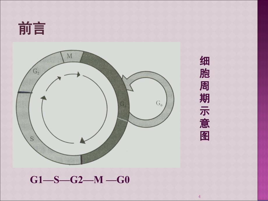 《细胞周期与肿瘤》PPT课件_第4页