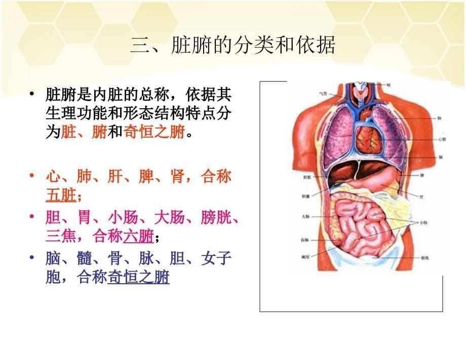 中医学基础：5第3章藏象2_第5页