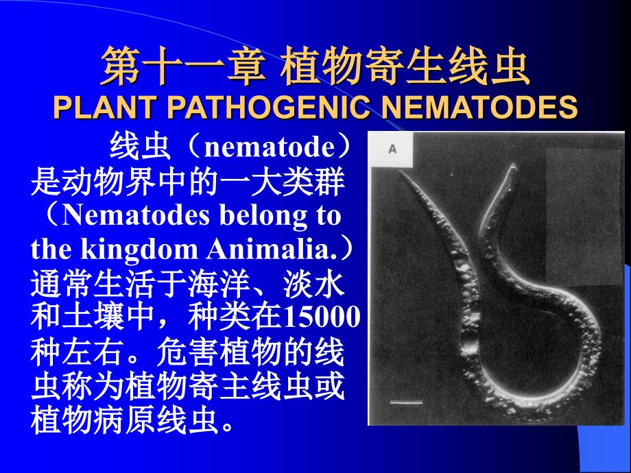 第十一部分植物寄生线虫PLANTPATHOGENICNEMATODES_第1页