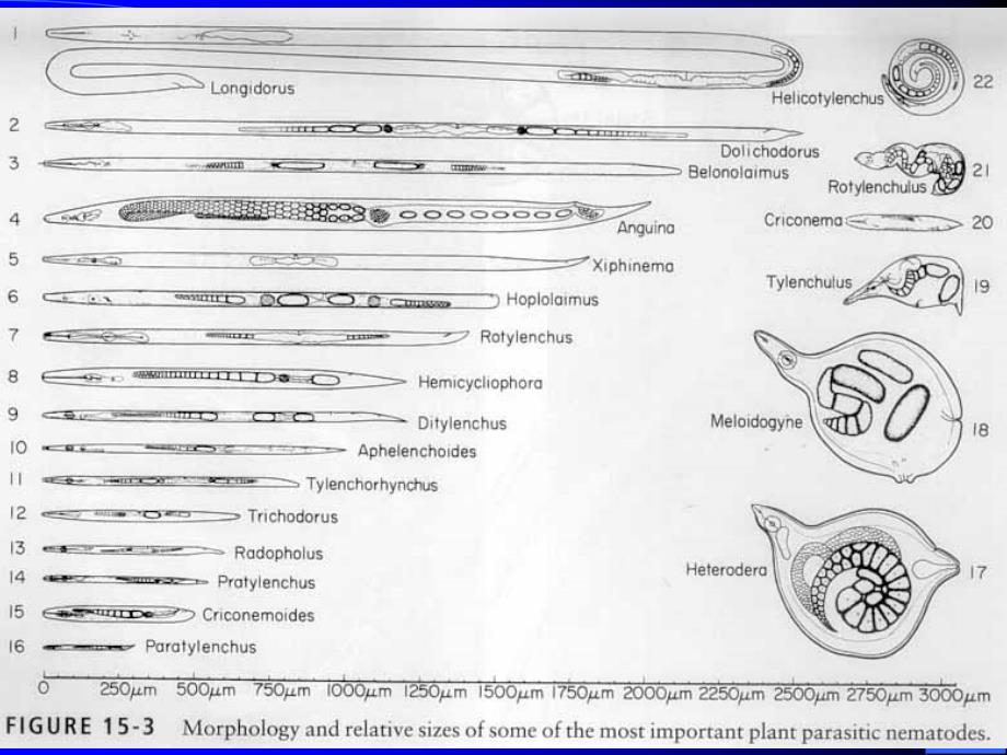 第十一部分植物寄生线虫PLANTPATHOGENICNEMATODES_第4页