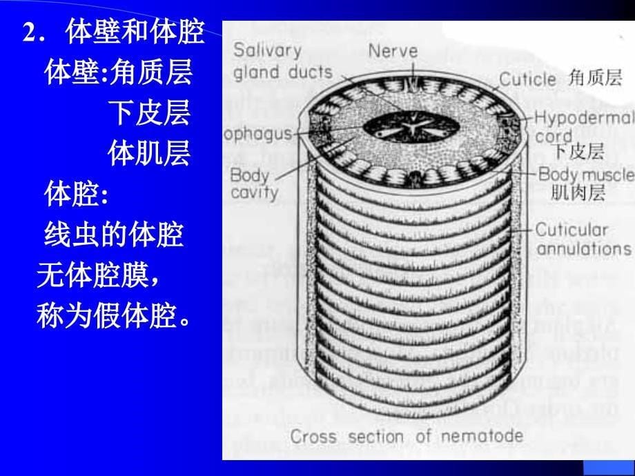 第十一部分植物寄生线虫PLANTPATHOGENICNEMATODES_第5页