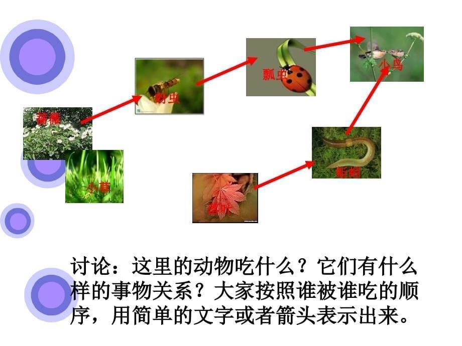 《食物链和食物网》PPT课件3_第5页