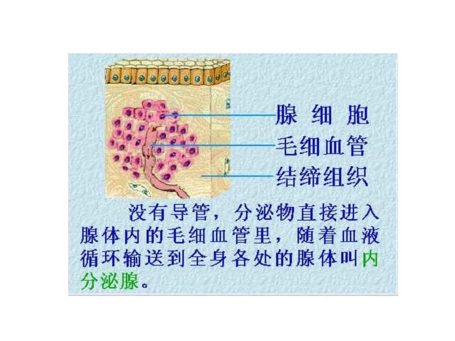 人体的激素调节浙教版 ppt课件_第5页