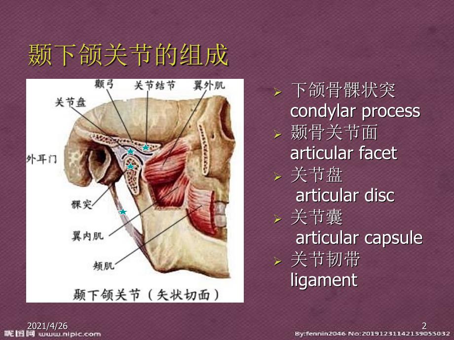 口腔解剖生理学 颞下颌关节精品课件_第2页