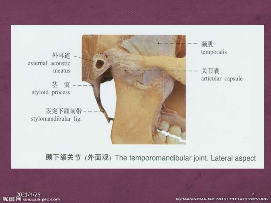 口腔解剖生理学 颞下颌关节精品课件_第4页