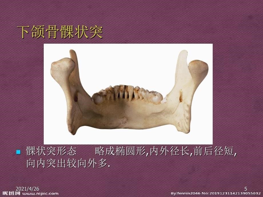 口腔解剖生理学 颞下颌关节精品课件_第5页