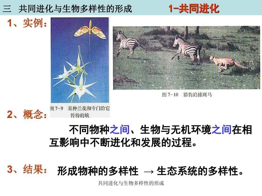 共同进化与生物多样性的形成课件_第5页