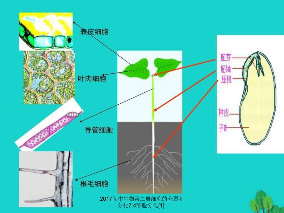 2017高中生物第二册细胞的分裂和分化7.4细胞分化[1]课件_第3页