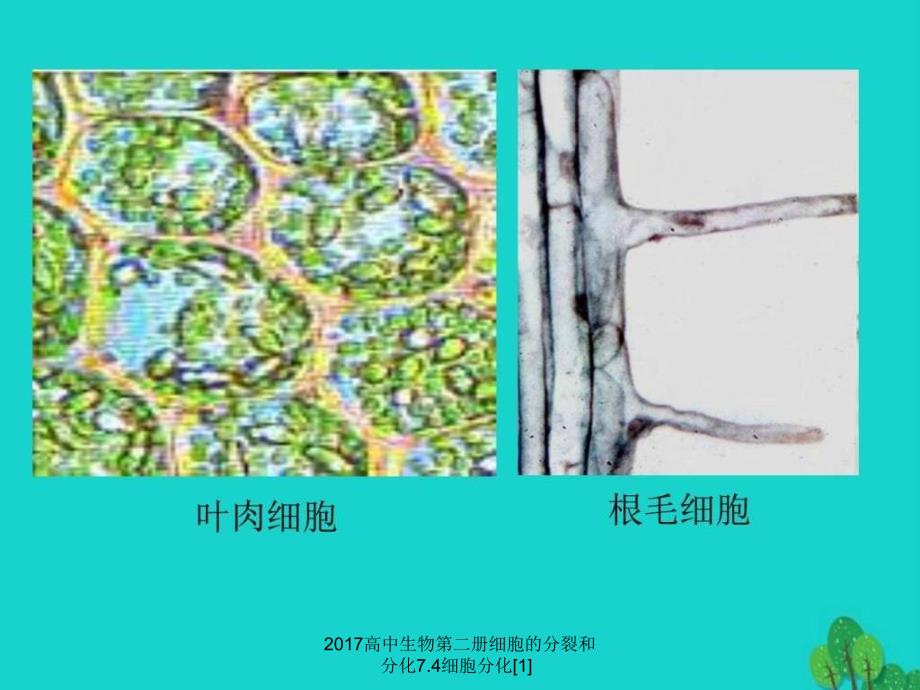 2017高中生物第二册细胞的分裂和分化7.4细胞分化[1]课件_第4页