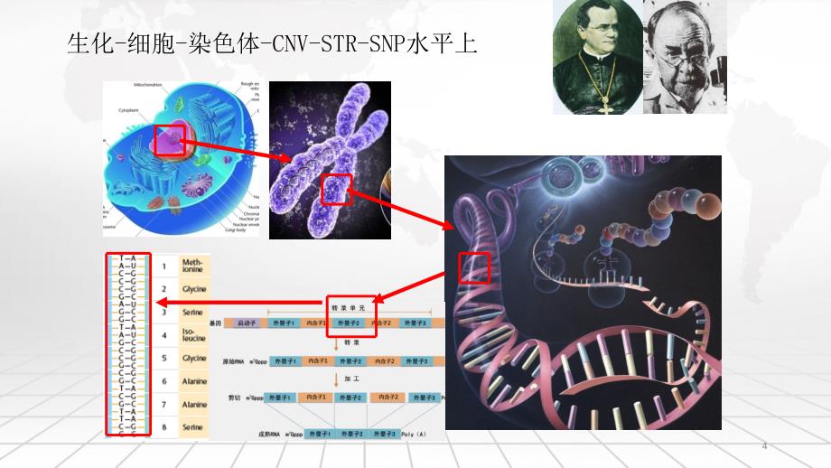 分子诊断及基因检测的临床应用PPT演示课件_第4页