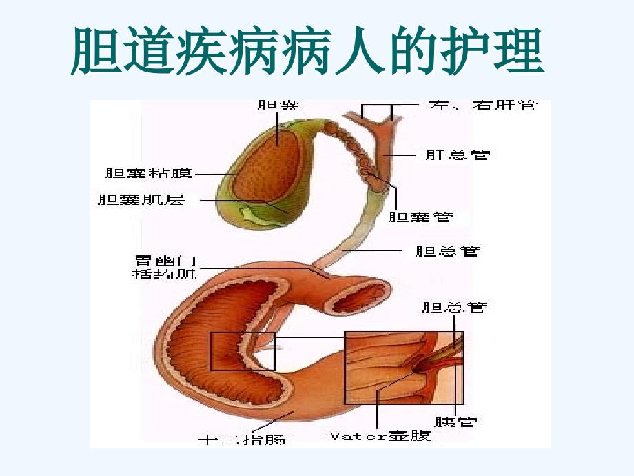 胆道疾病病人护理课件_第1页