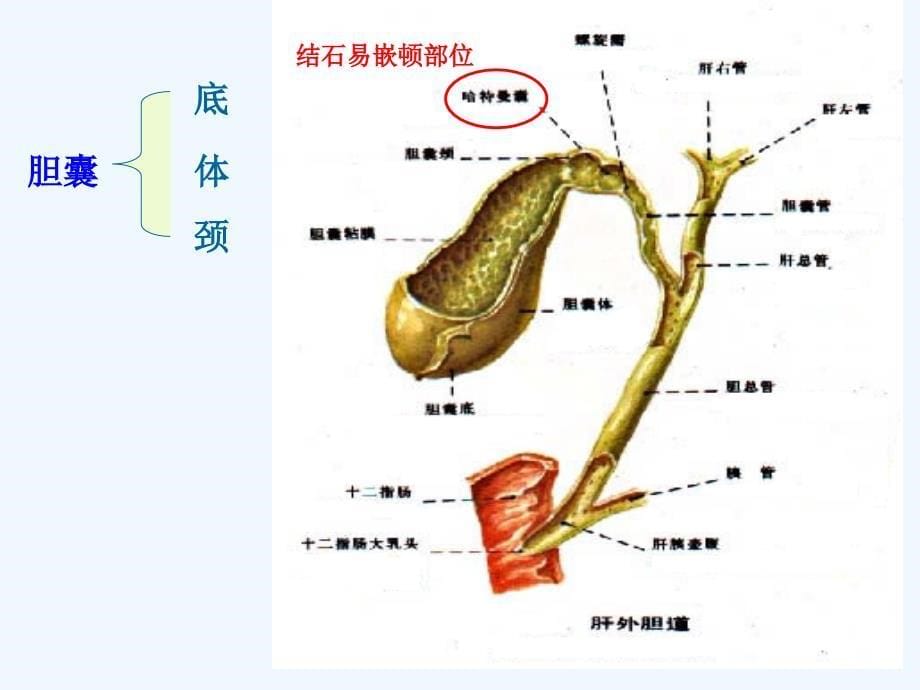 胆道疾病病人护理课件_第5页