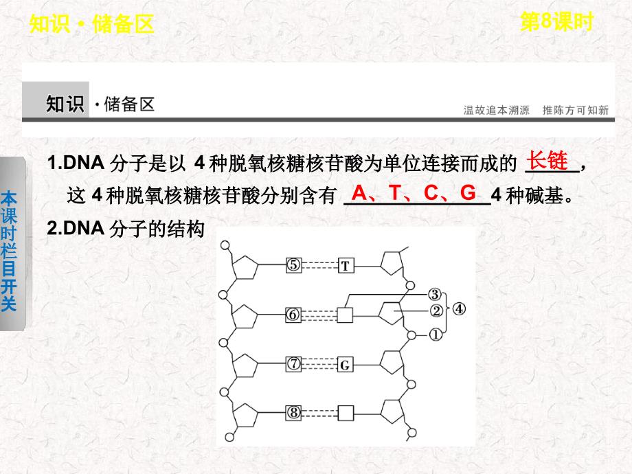 高中生物31遗传信息的复制课件北师大版必修2_第3页