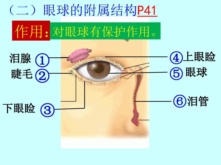 人体对信息的感知---眼_第4页