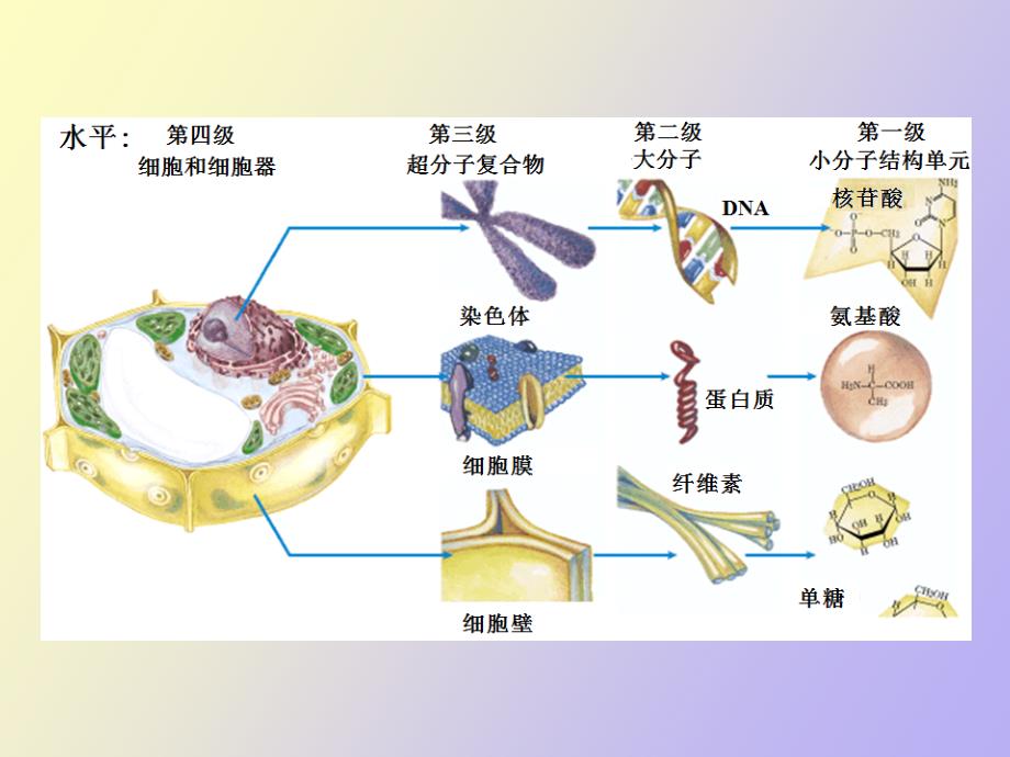 细胞的分子组成_第2页