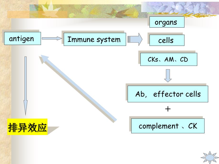 医学免疫学：12T淋巴细胞介导的适应性免疫应答_第3页