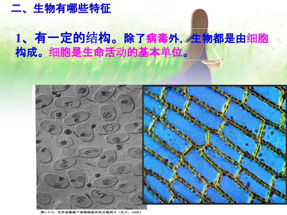 苏教版七年级生物复习ppt课件_第2页