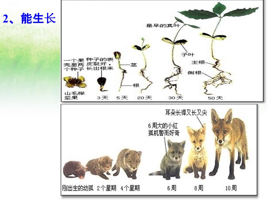 苏教版七年级生物复习ppt课件_第3页