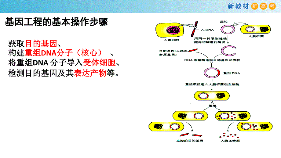 4.1 基因工程赋予生物新的遗传特性（第3课时） 高二生物 课件（2019浙科版选择性必修3）_第2页