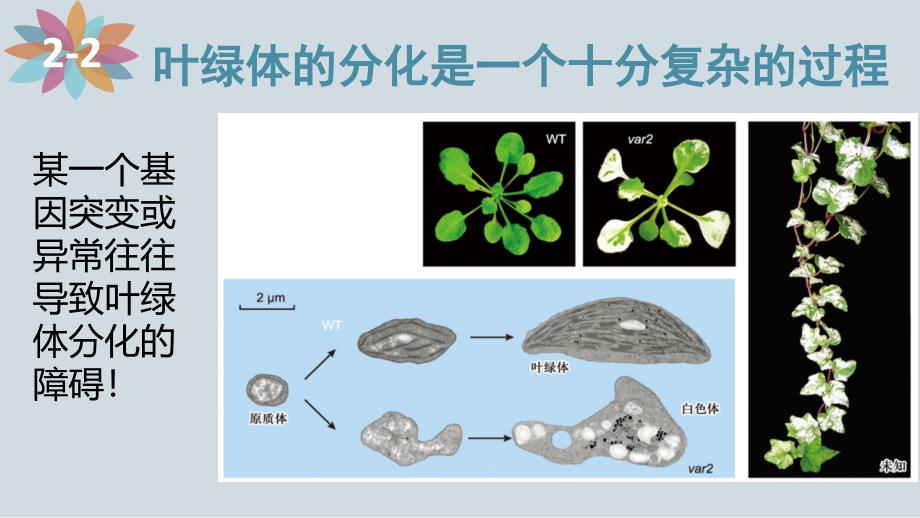 细胞生物学：叶绿体的分化与去分化_第3页