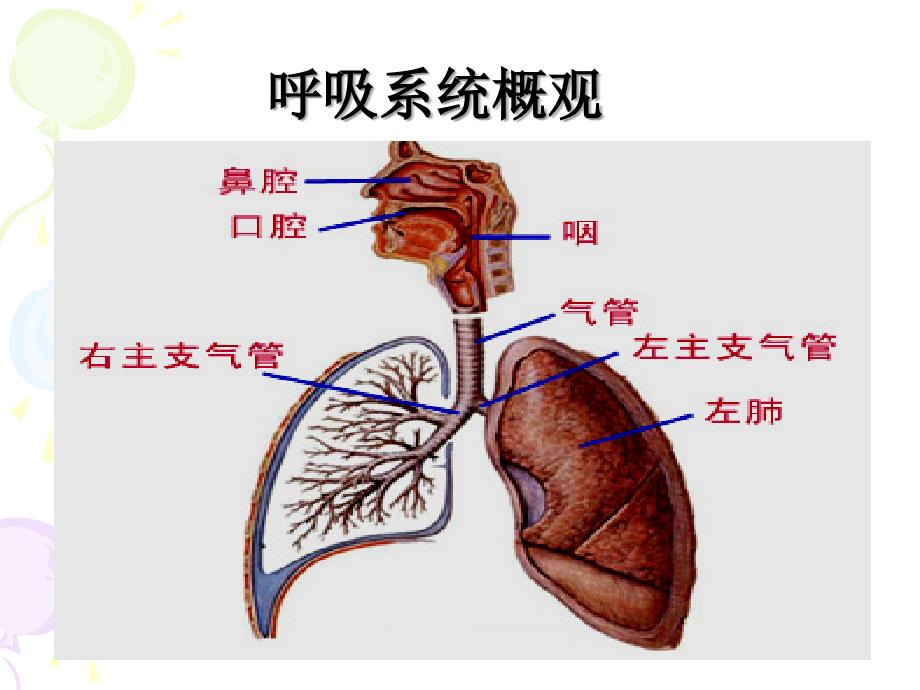 第052 作用于呼吸系统药物_第2页