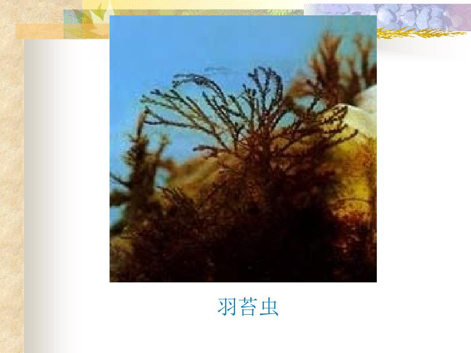 10deuterostomes触手冠棘皮半索原索_第3页