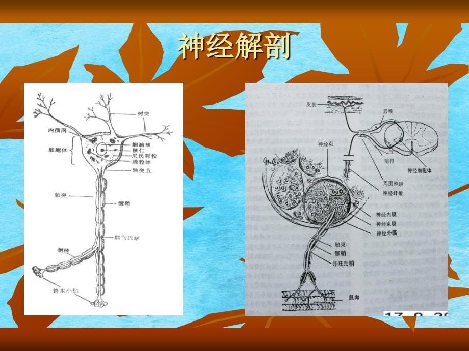 周围神经卡压综合征11ppt课件_第5页