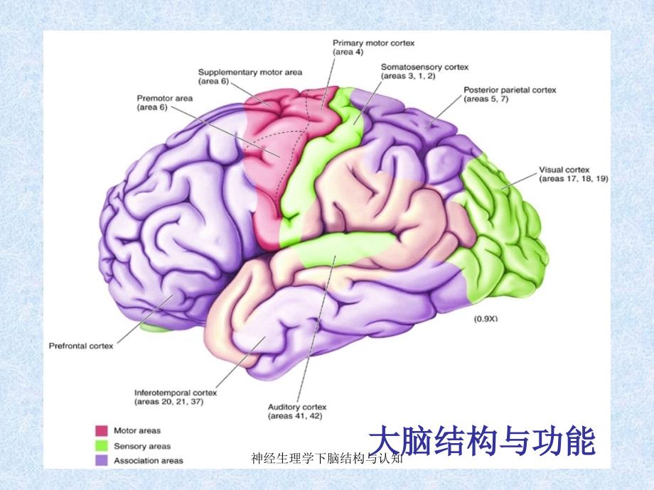 神经生理学下脑结构与认知课件_第1页