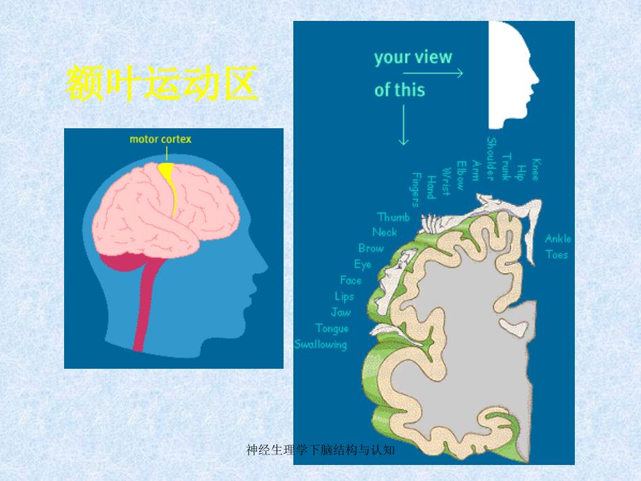 神经生理学下脑结构与认知课件_第2页