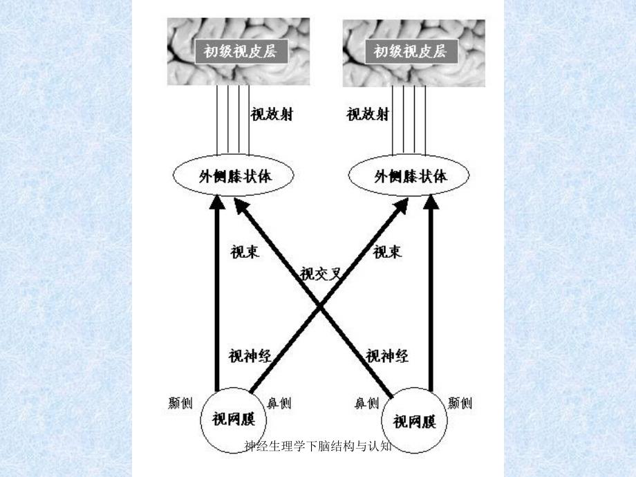 神经生理学下脑结构与认知课件_第4页