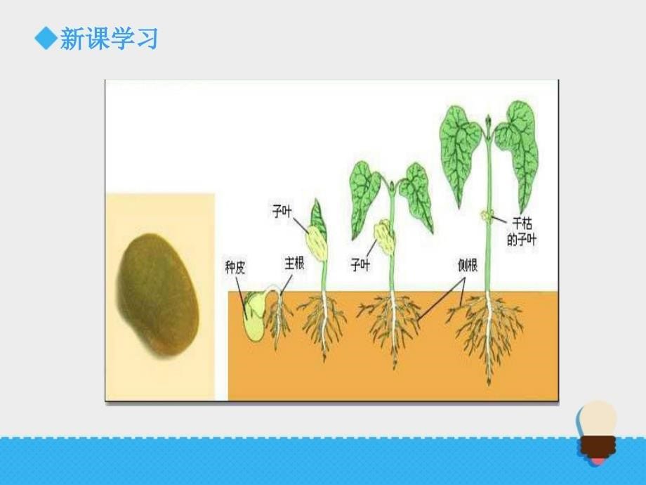 五年级上册科学课件种子发芽实验二教科版_第5页