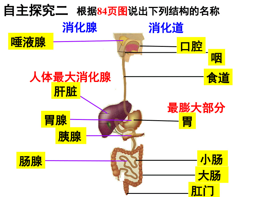 人体对食物的消化和吸收_第4页