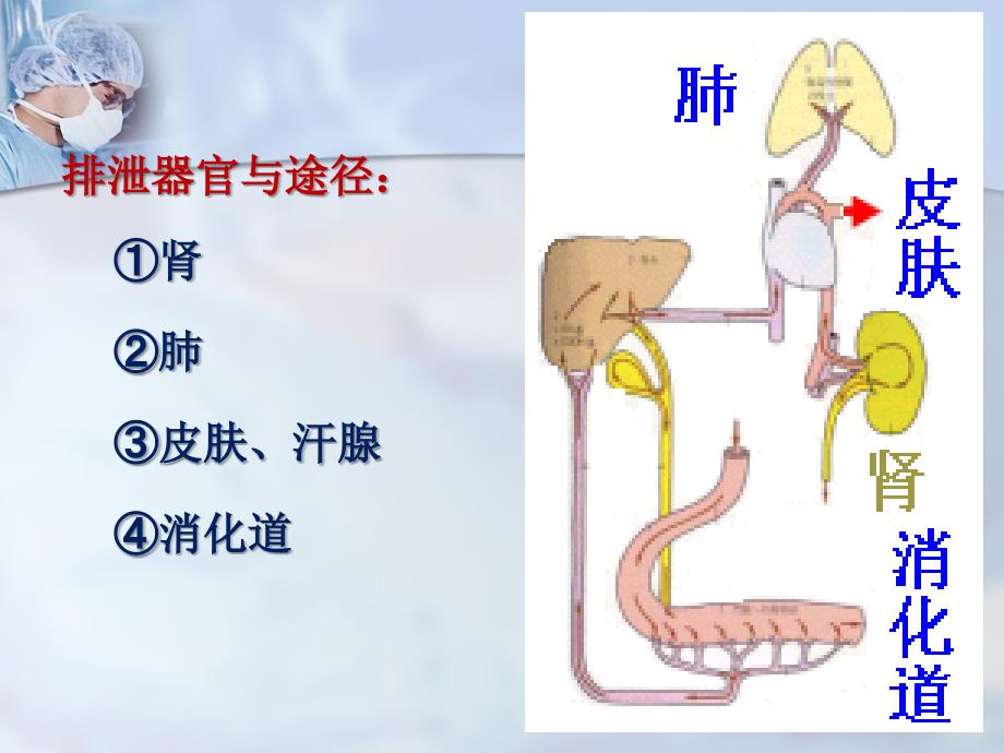 第八章肾脏的排泄功能 课件_第4页