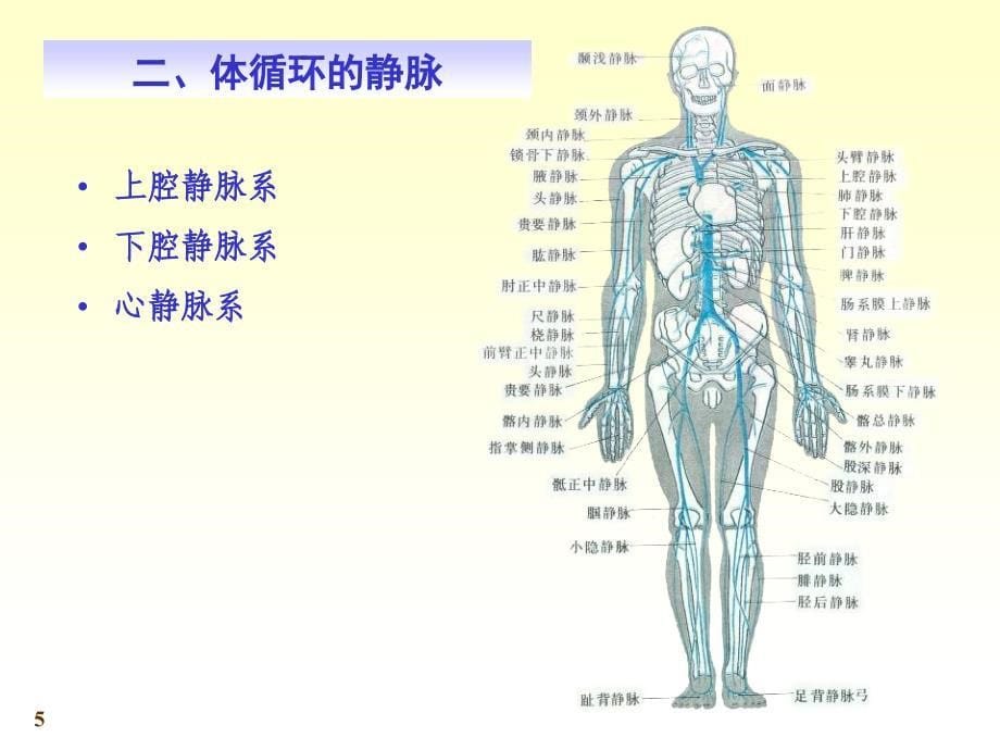 心脑血管静脉_第5页