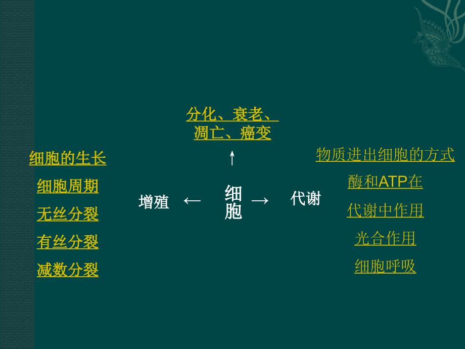 细胞的增殖与分化.ppt_第2页