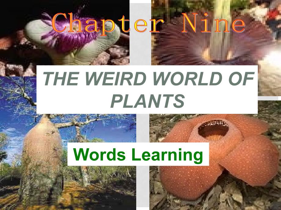 广东省深圳市九年级英语全册 Chapter 9 The weird world of plants New words教学课件 牛津深圳版_第1页