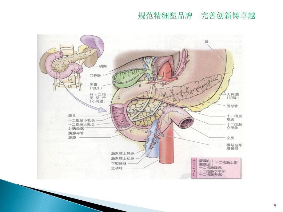 指肠球溃护理查房模板_第4页