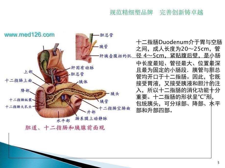 指肠球溃护理查房模板_第5页