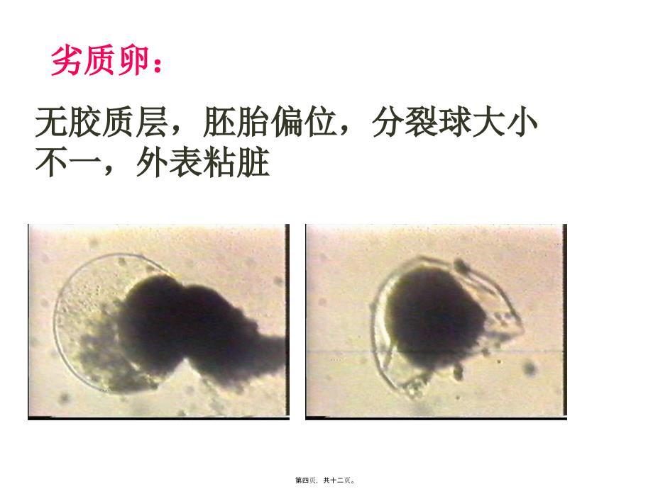 动物产卵及孵化要点_第4页